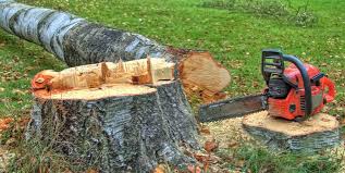 Trusted Mineral Point, WI Tree Services Experts