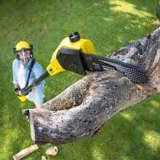 Best Tree Preservation Services  in Mineral Point, WI