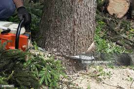 Best Tree Health Inspection  in Mineral Point, WI