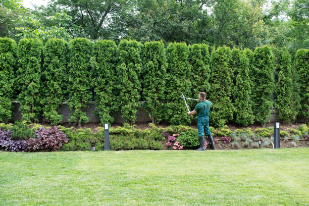 Best Emergency Tree Removal  in Mineral Point, WI
