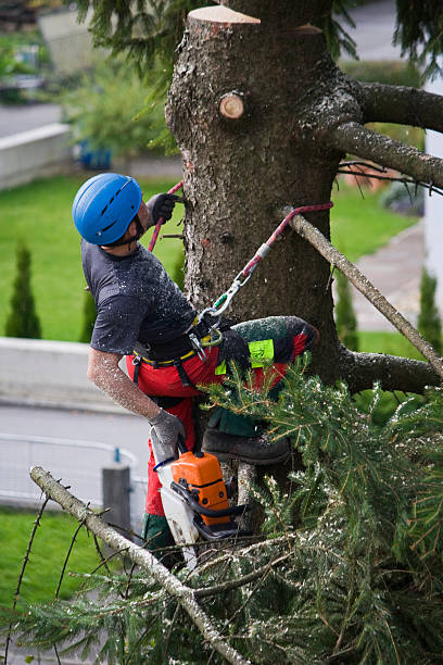 How Our Tree Care Process Works  in  Mineral Point, WI